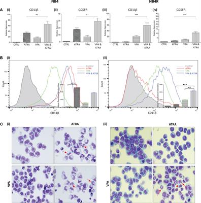 All-Trans-Retinoic Acid Combined With Valproic Acid Can Promote Differentiation in Myeloid Leukemia Cells by an Autophagy Dependent Mechanism